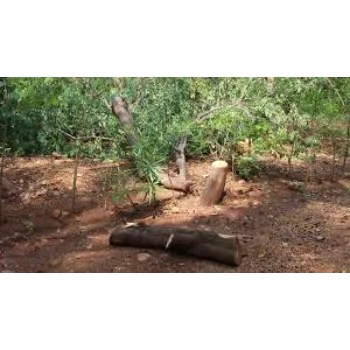 No1 Sandalwood Plants